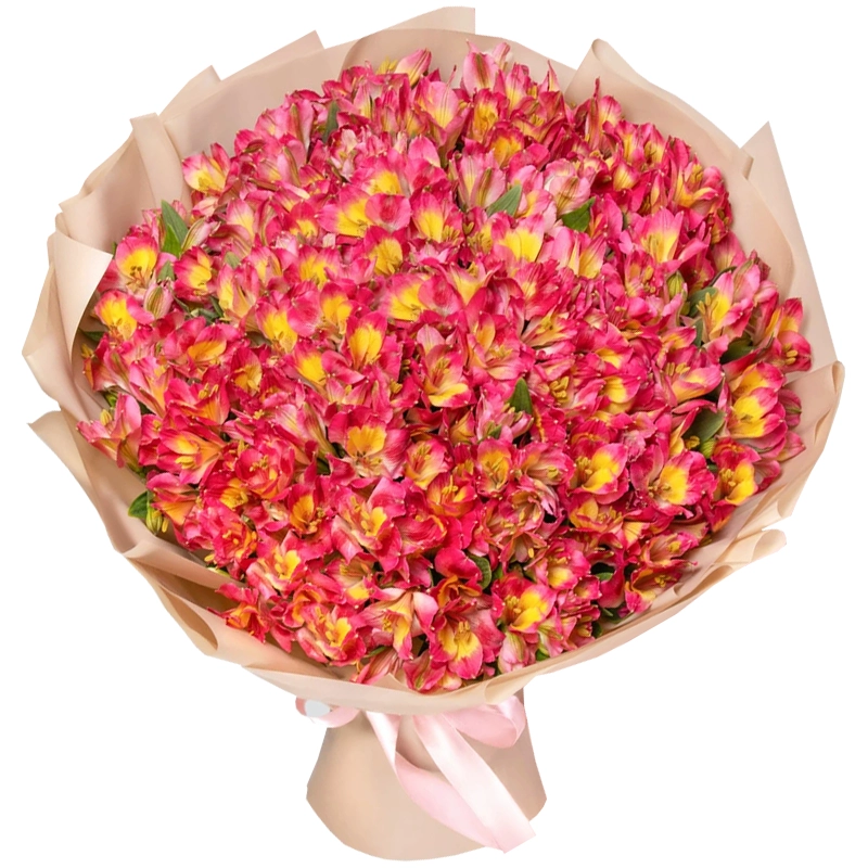Букет из 51 малиновой альстромерии
