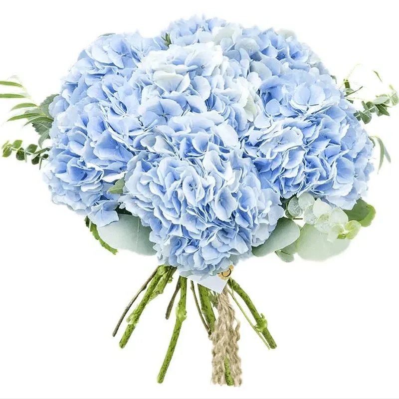 Гортензии голубые